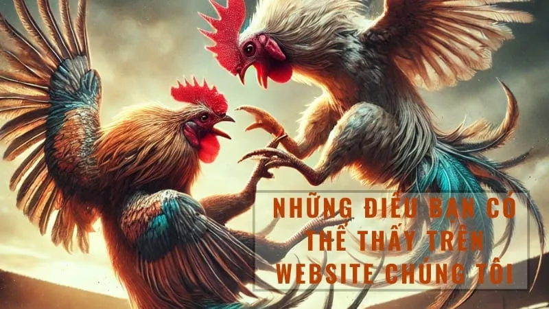 Kỹ năng cần có của một bình luận viên đá gà